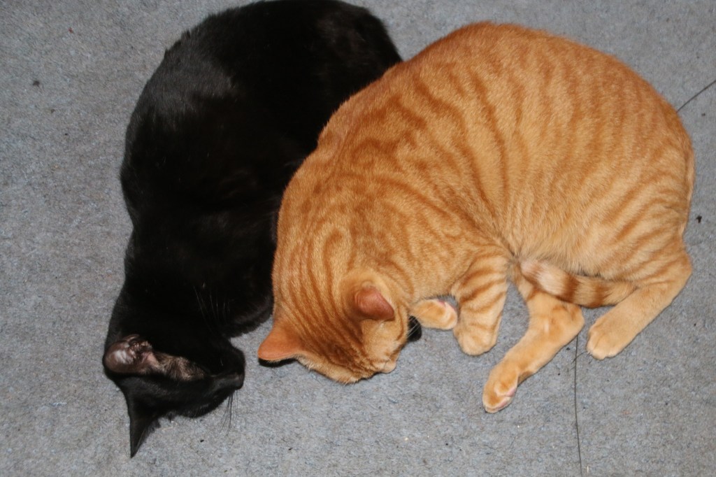 A small black cat and a large orange cat spooning on a blue carpet. The smaller cat is trying to be the big spoon.