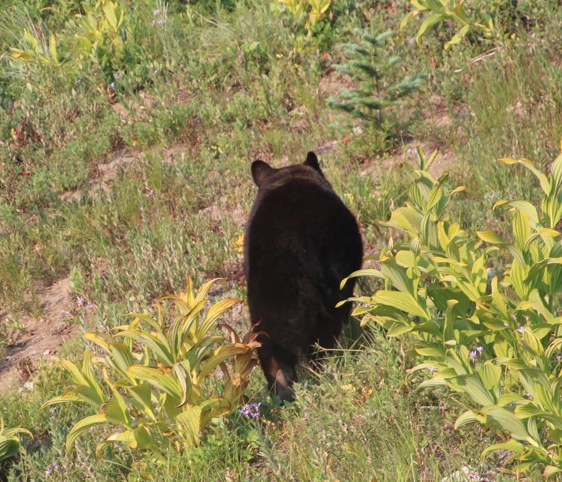 A black bear trundles away from the camera across a mountain meadow